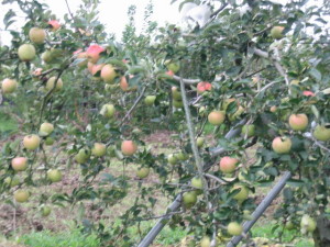 市野川の近くで見つけたリンゴ園