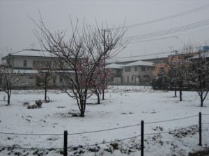 梅に雪が積もっている様子