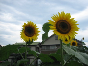 飯盛川沿いに咲いていた向日葵