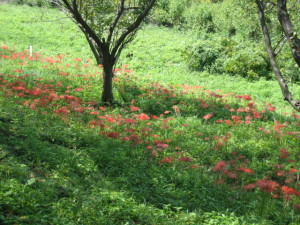 吉見町のさくら堤公園で咲いていた曼珠沙華