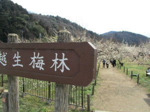 越生梅林入り口付近