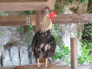 岩殿観音の鶏201105