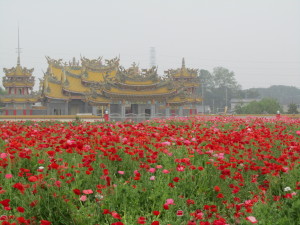 戸宮のポピーの様子110522