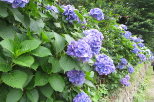 飛鳥山公園の紫陽花(20150614)