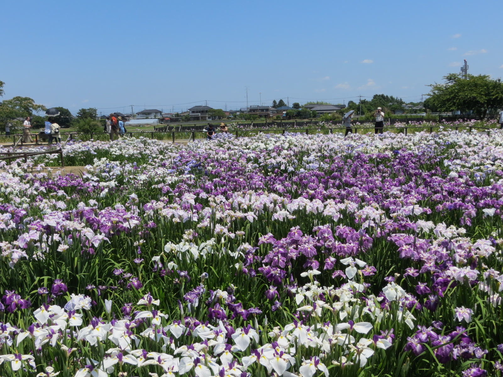 菖蒲城址あやめ園の様子(20170617)